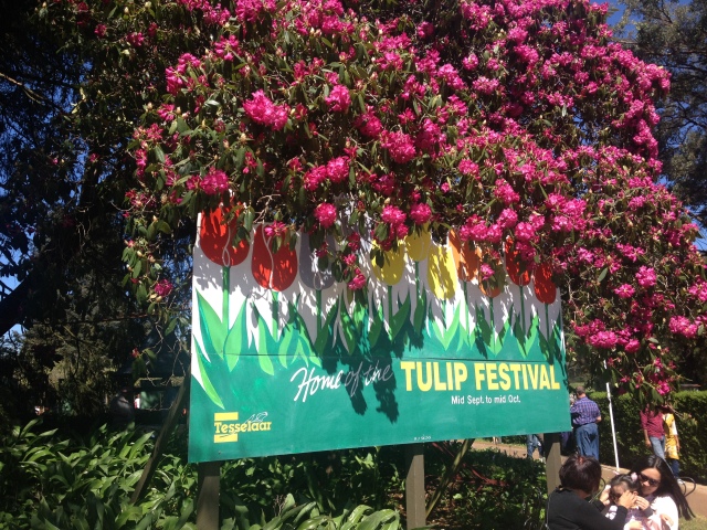 Tulip Festival Melbourne 2015